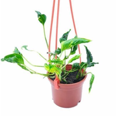 Epipremnum 'Shangri La' - Sleeping Pothos