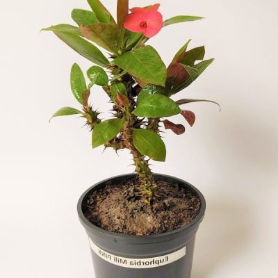 Euphorbia Milii Pink