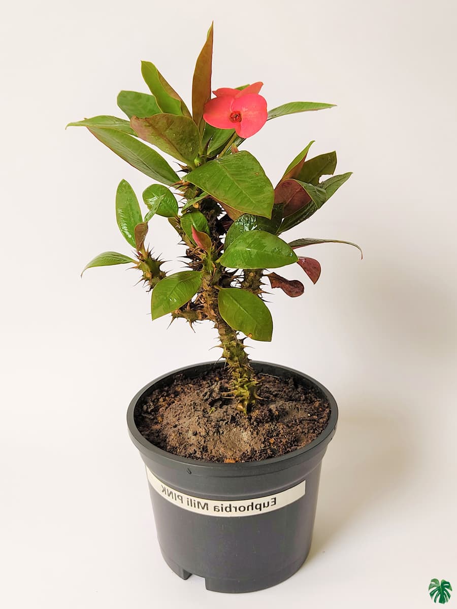 Euphorbia Milii Pink