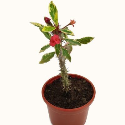 خرید گل و گلدان هدیه برای استاد دانشگاه ??