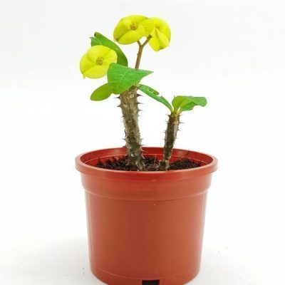 خرید گل و گلدان هدیه برای افتتاحیه مغازه ??