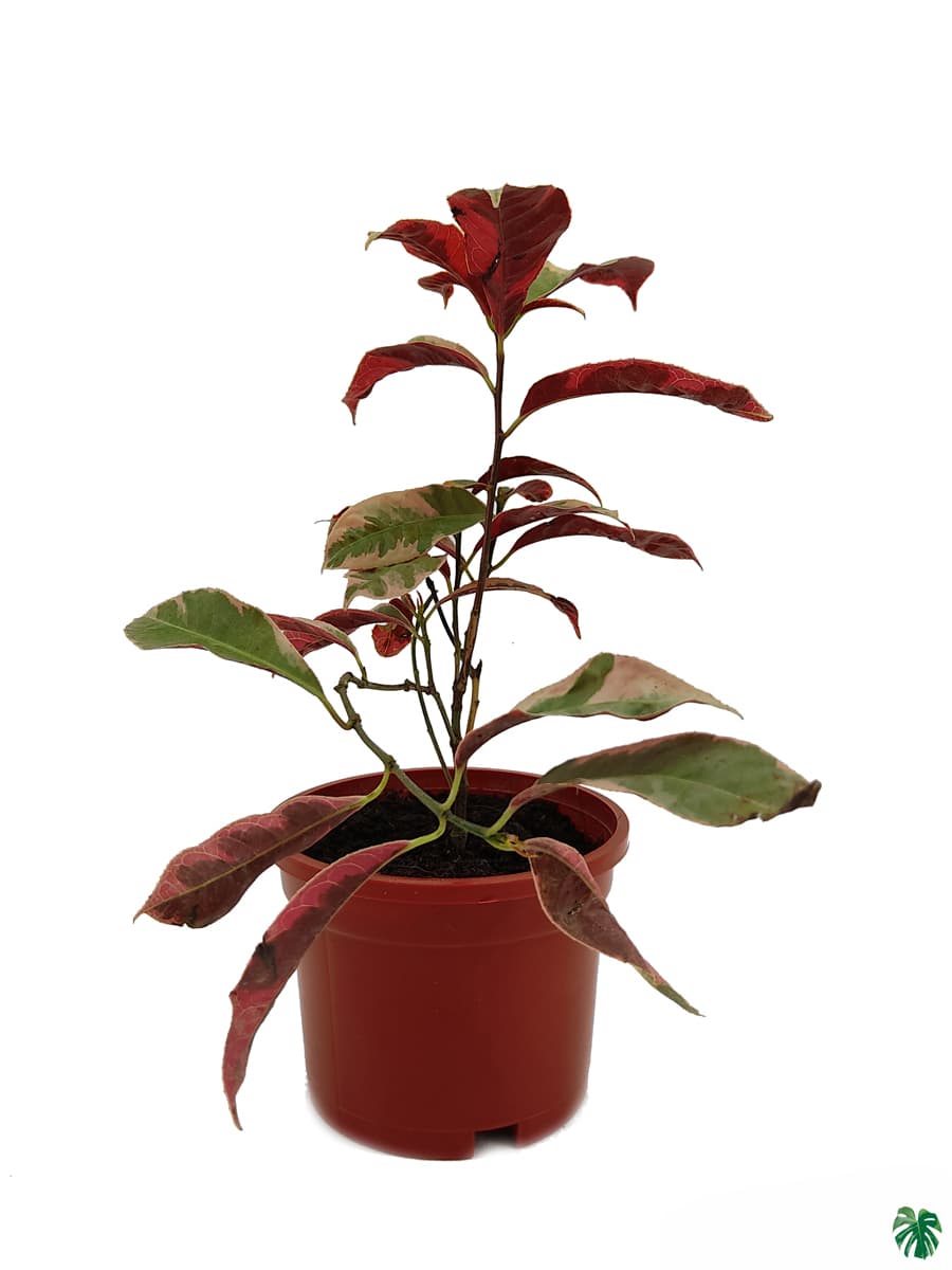 Excoecaria Cochinchinensis