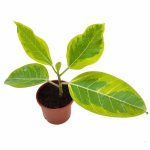 Ficus Benghalensis Variegata - Variegated Banyan