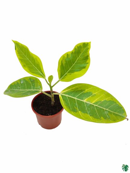 Ficus Benghalensis Variegata - Variegated Banyan