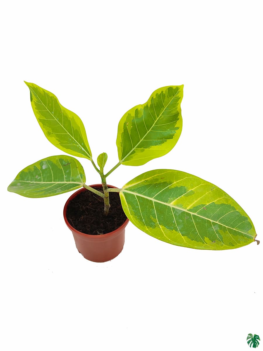 Ficus Benghalensis Variegata - Variegated Banyan