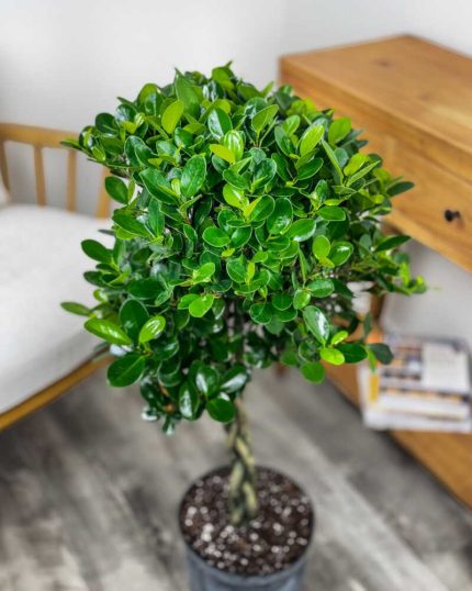 Ficus benjamina ‘Danielle’