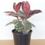 Ficus Elastica 'Ruby'