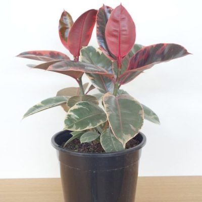Ficus Elastica 'Ruby'