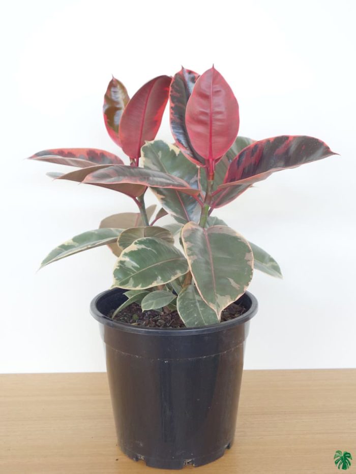 Ficus Elastica 'Ruby'