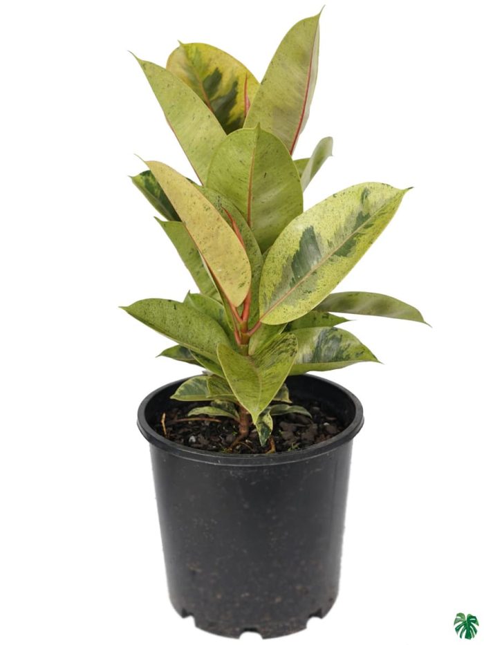 Ficus Elastica 'Shivereana'