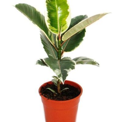 Ficus Elastica 'Tineke'