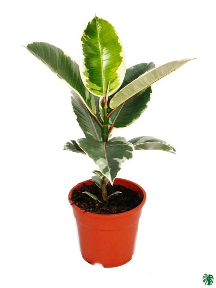 Ficus Elastica 'Tineke'