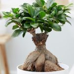 Ficus Ginseng Bonsai