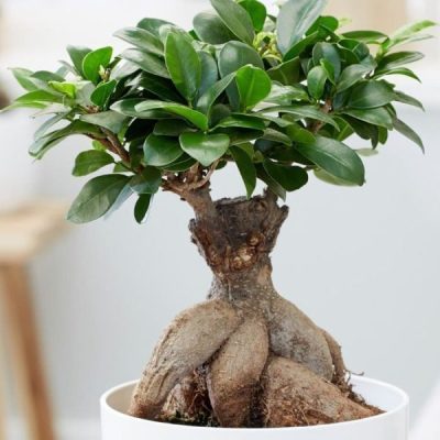 Ficus Ginseng Bonsai