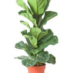 Ficus Lyrata - Fiddle-leaf Fig Plant