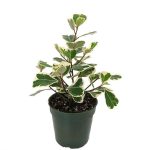 Ficus Triangularis Variegata