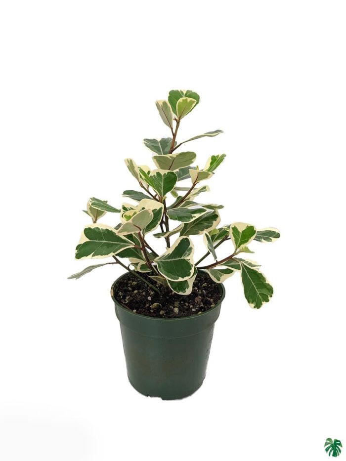 Ficus Triangularis Variegata