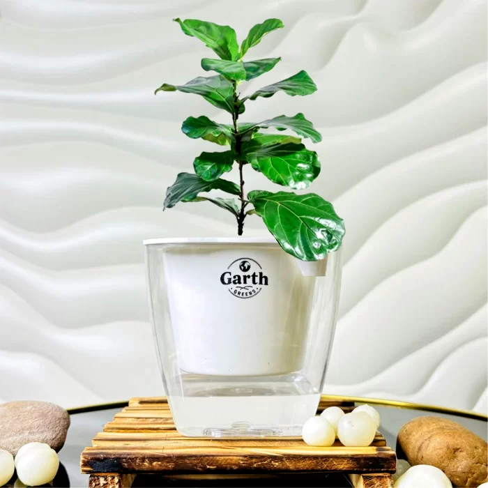 خرید گل و گلدان هدیه برای روز زن برای همسر