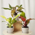 Fiery Philo Trio
