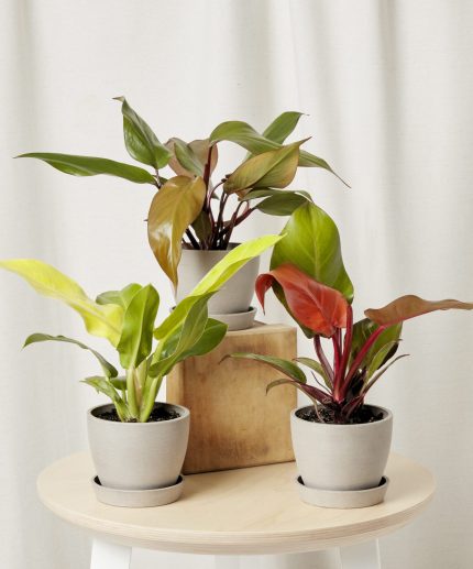 Fiery Philo Trio
