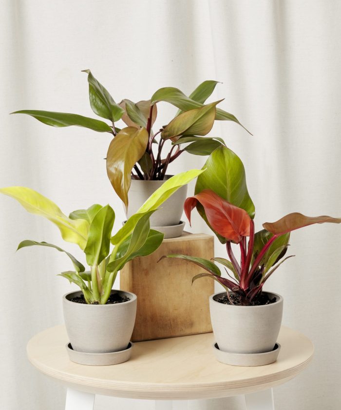 Fiery Philo Trio