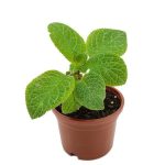 خرید گل و گلدان هدیه برای بهترین روز معلم ??