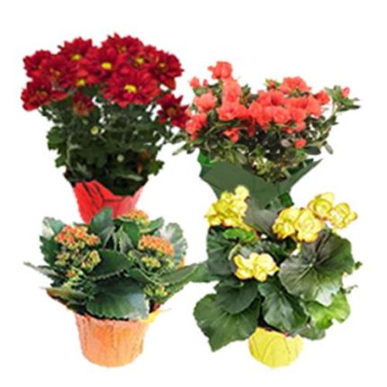 Florist's Choice Blooming Plant