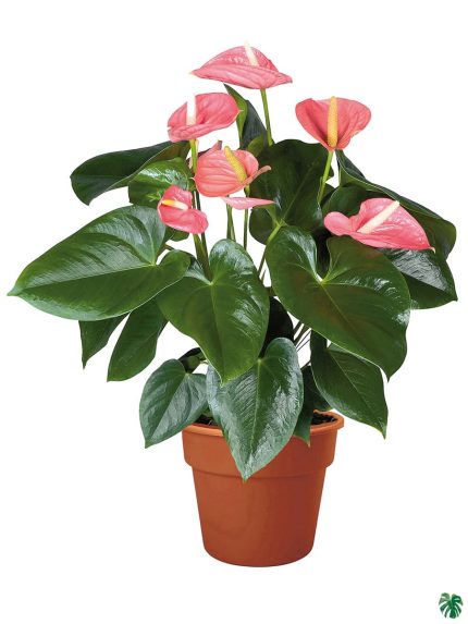 Flowering Anthurium Pink