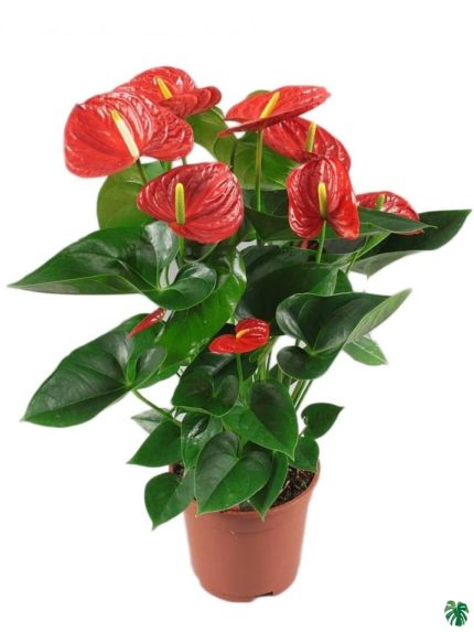 قیمت روز گل و گیاه قرمز 🌹