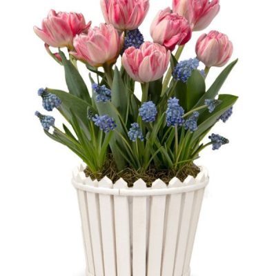 Frilly French Tulip Bulb Garden