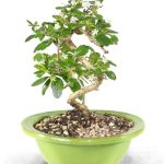Fukien Tea Bonsai Tree