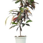 گیاه گاردن کروتون | Garden croton | ارسال امروز شیراز پالم⚡
