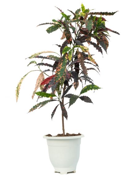 گیاه گاردن کروتون | Garden croton | ارسال امروز شیراز پالم⚡