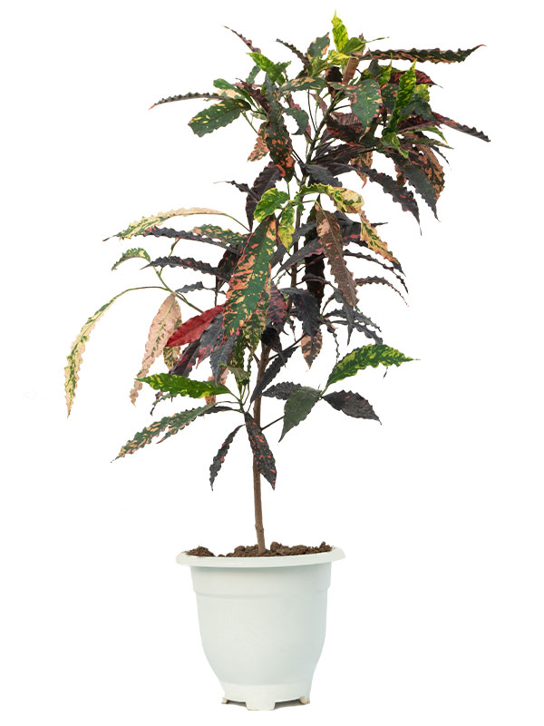 گیاه گاردن کروتون | Garden croton | ارسال امروز شیراز پالم⚡