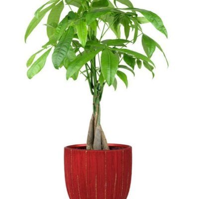 Glad Tidings Money Tree