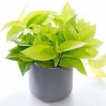 خرید گل و گلدان هدیه برای شرکت ?
