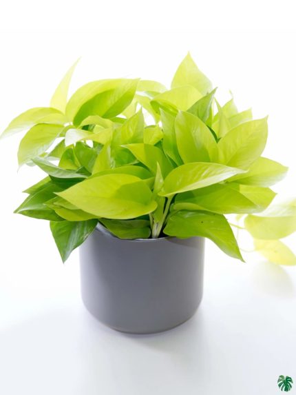 خرید گل و گلدان هدیه برای شرکت 🌸