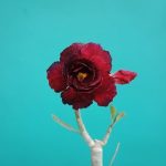 خرید گل و گلدان هدیه برای جشن تعیین جنسیت ?