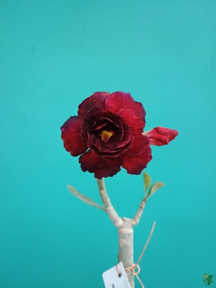 خرید گل و گلدان هدیه برای جشن تعیین جنسیت 🌼
