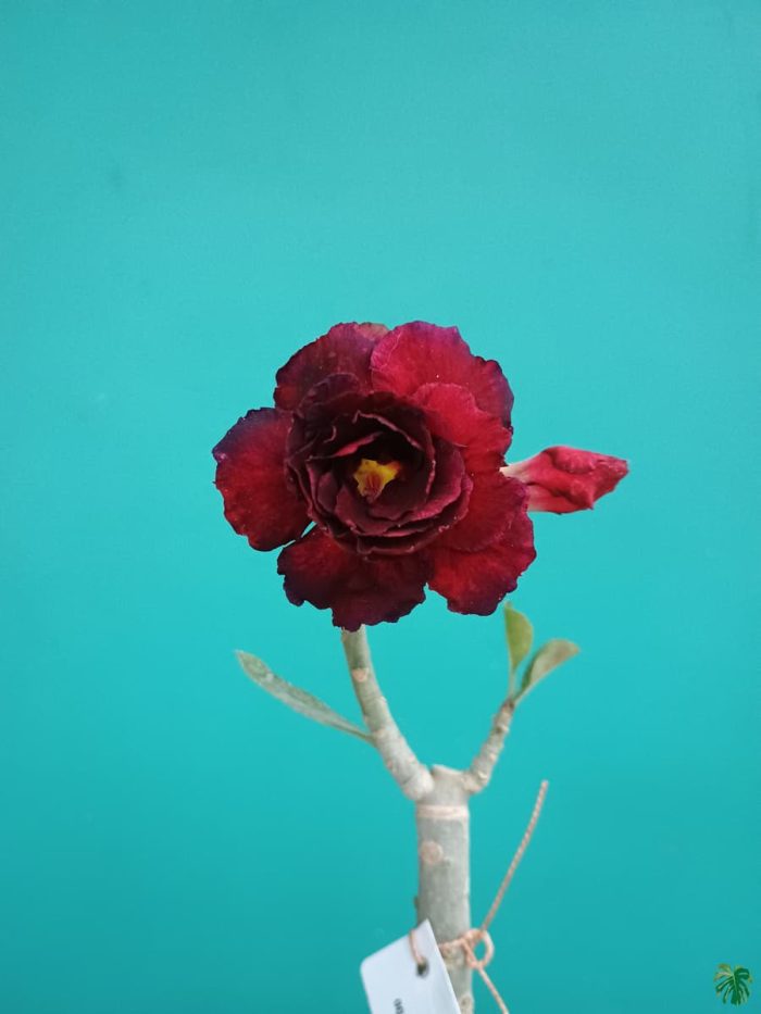 خرید گل و گلدان هدیه برای جشن تعیین جنسیت 🌼