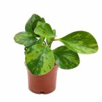 Green Variegated Peperomia Obtusifolia
