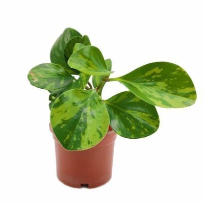 Green Variegated Peperomia Obtusifolia