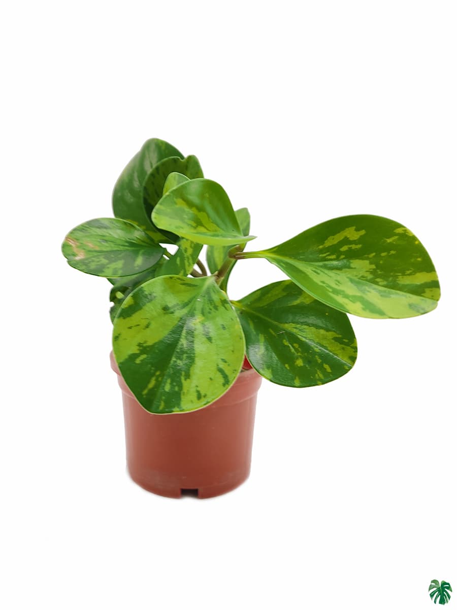Green Variegated Peperomia Obtusifolia