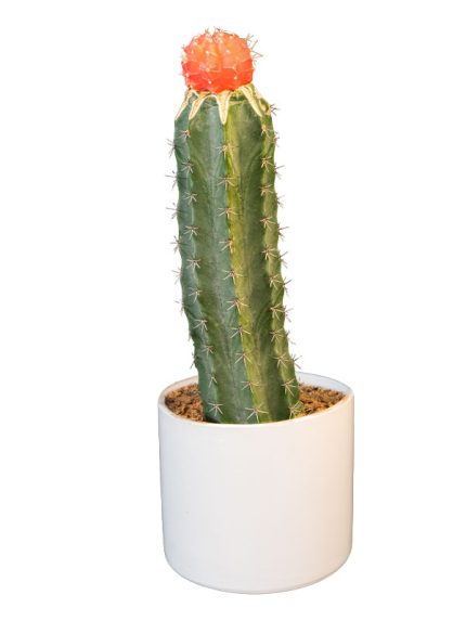 خرید کاکتوس چانه ( Gymnocalycium) | ارسال امروز شیراز پالم ⚡