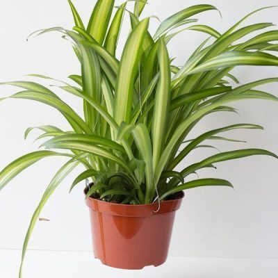 Hawaiian Spider Plant - Chlorophytum Comosum
