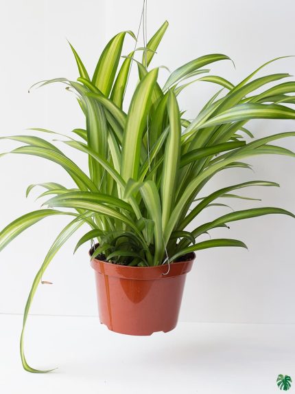 Hawaiian Spider Plant - Chlorophytum Comosum