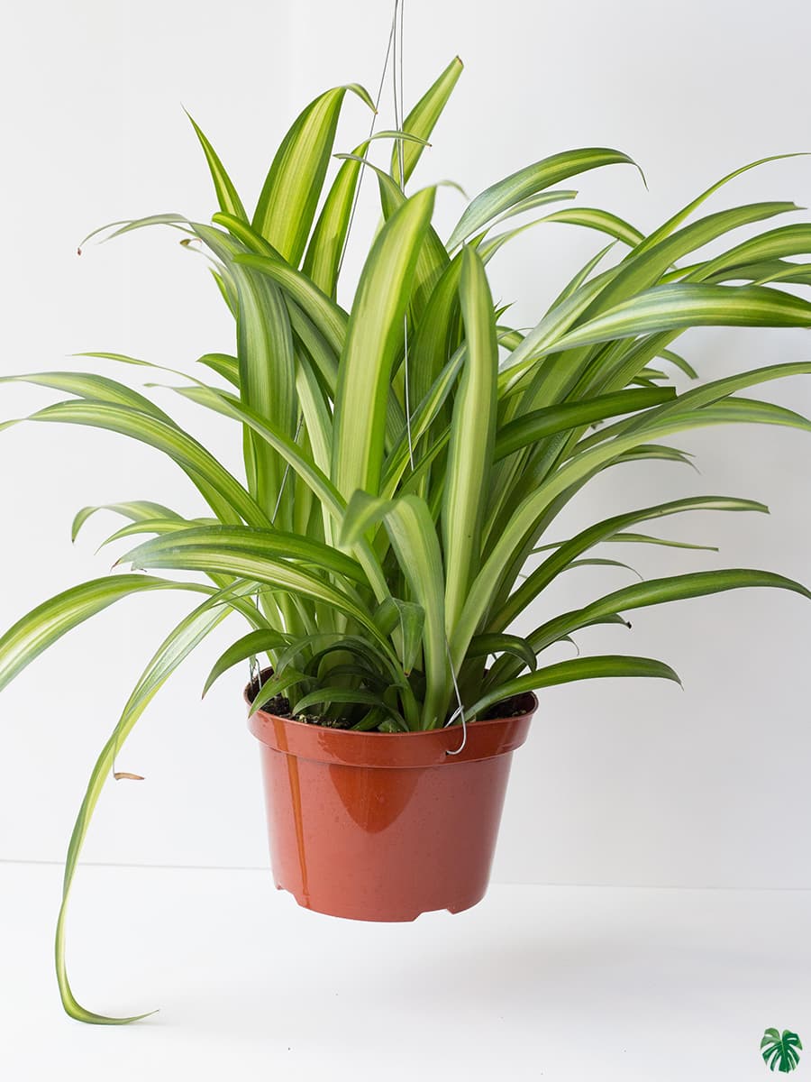 Hawaiian Spider Plant - Chlorophytum Comosum