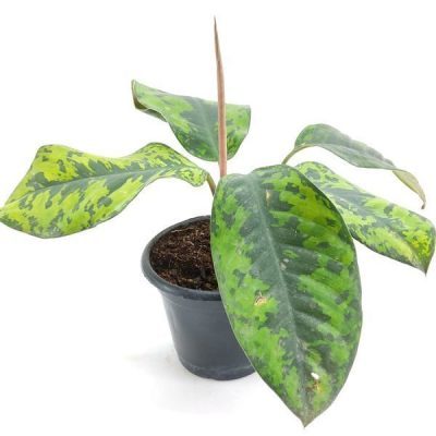 Homalomena Wallisii Camouflage