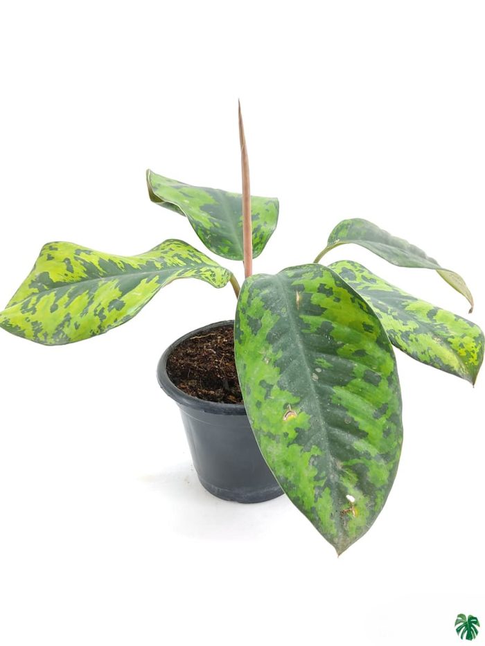 Homalomena Wallisii Camouflage