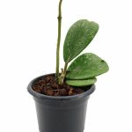 Hoya Kerrii Splash